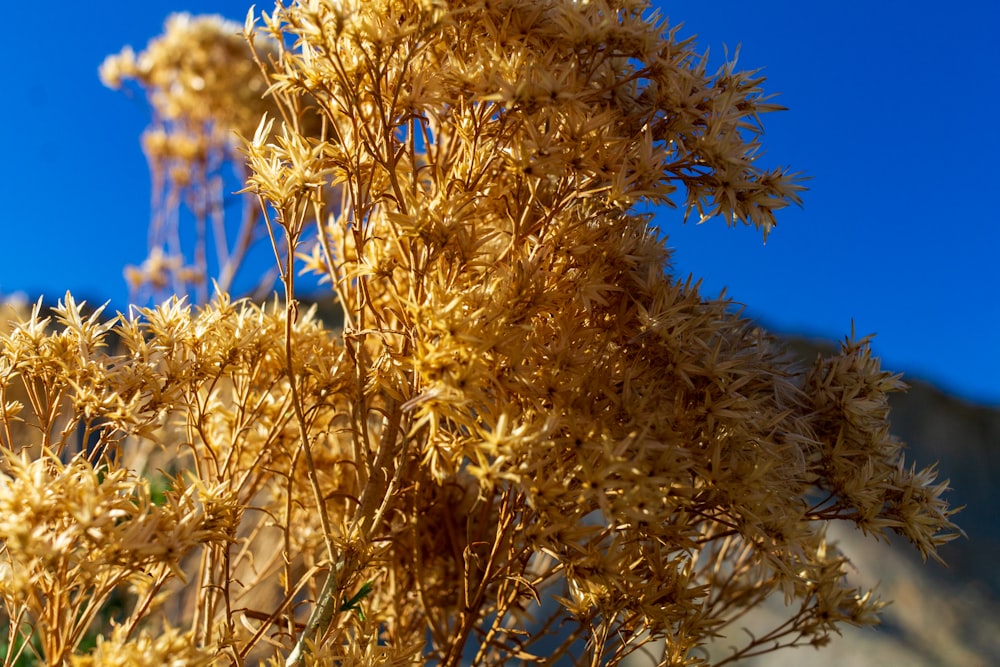 a close up of a plant with a blue sky in the background