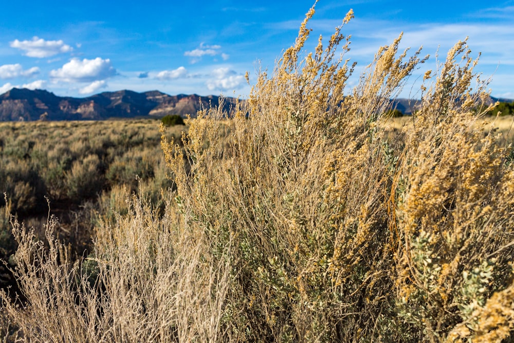 a field of grass with mountains in the background