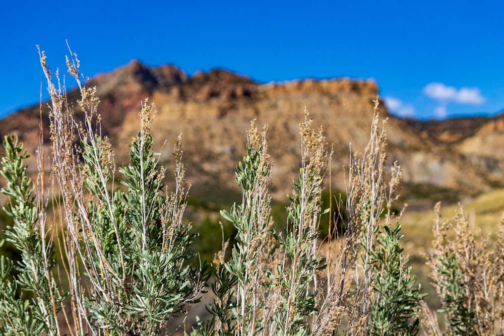 a group of plants with a mountain in the background