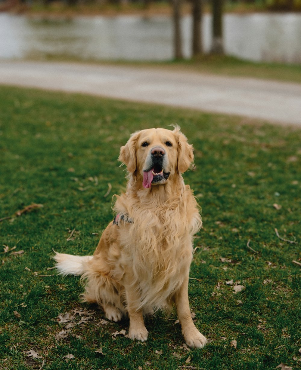 a golden retriever sitting in the grass with his tongue out