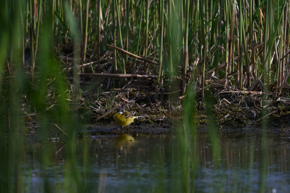a small yellow bird sitting on top of a body of water