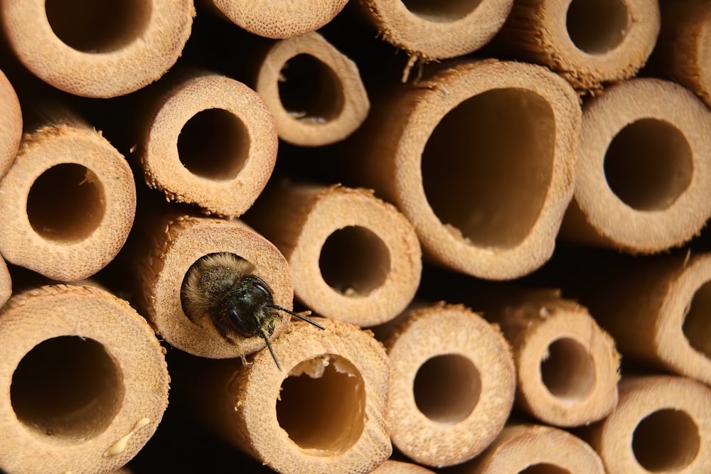 a close up of a bee on a bunch of bees