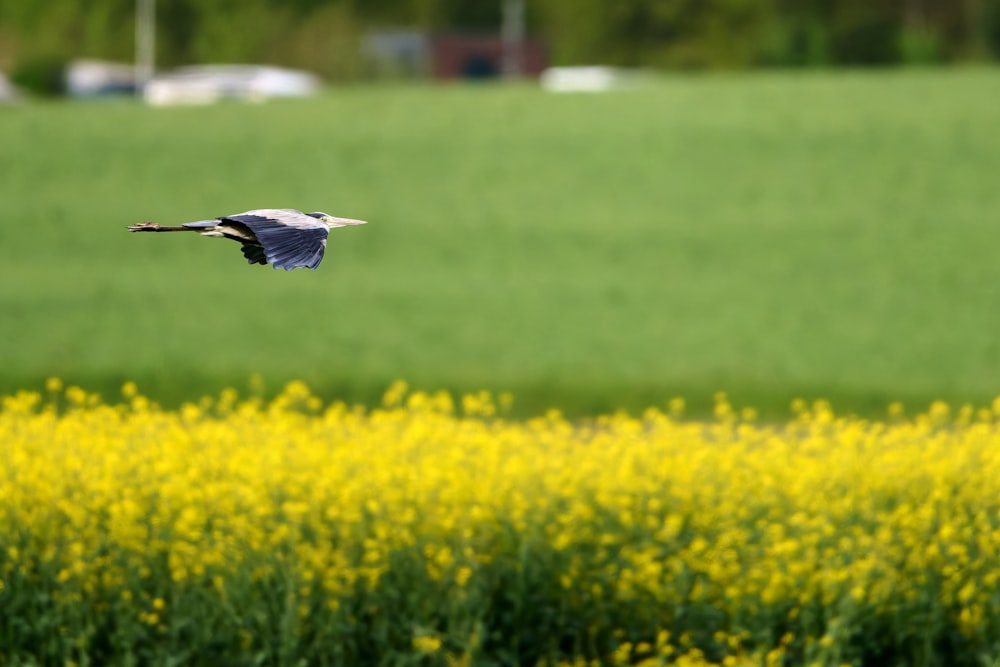 a bird flying over a field of yellow flowers