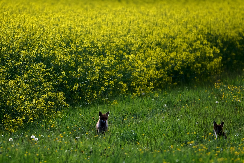 two cats in a field of yellow flowers