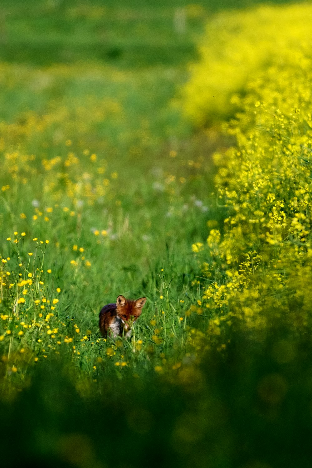 a cat sitting in a field of yellow flowers