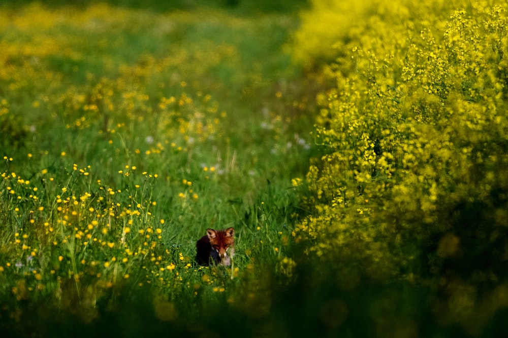 a cat sitting in the middle of a field of flowers