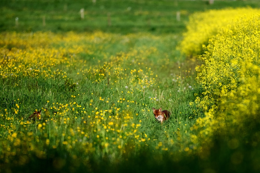 a dog in a field of yellow flowers