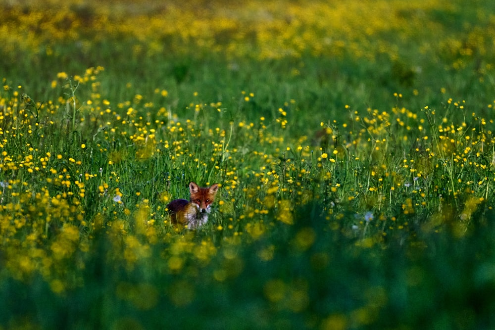 a small animal in a field of flowers