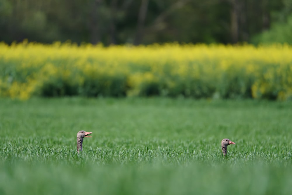 two birds standing in the middle of a field