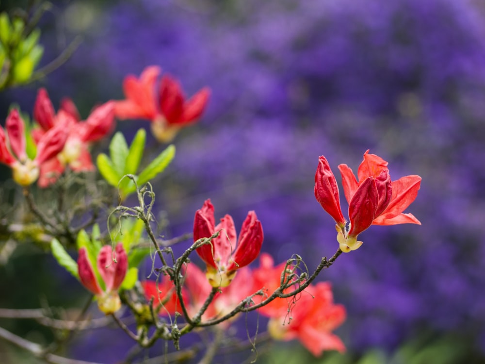 a bunch of red flowers in a field