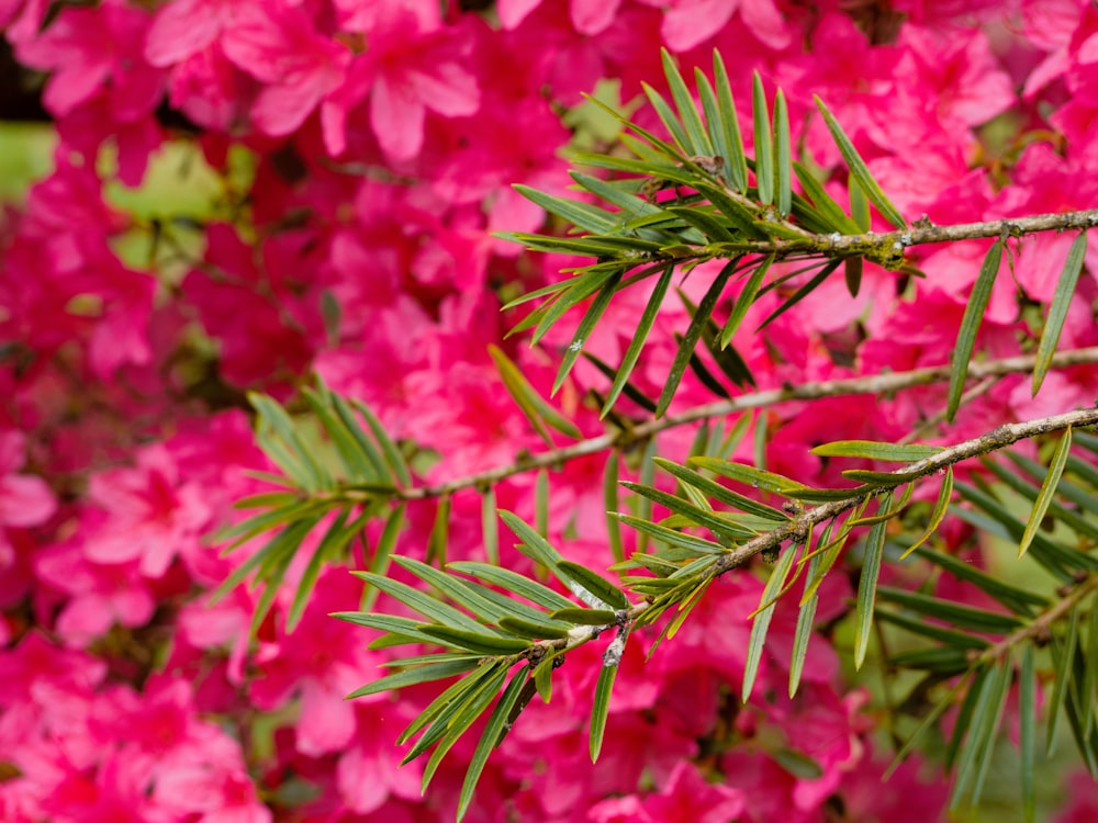 a branch of a tree with pink flowers in the background