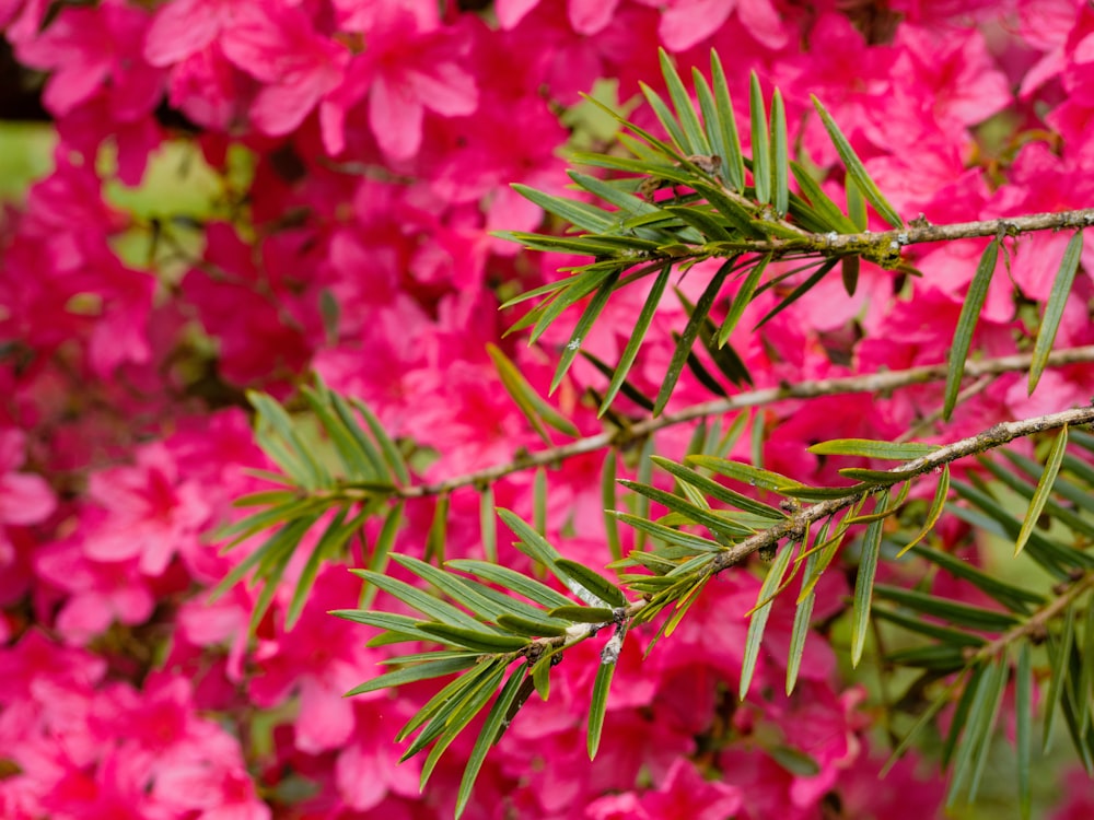 una rama de un árbol con flores rosas en el fondo