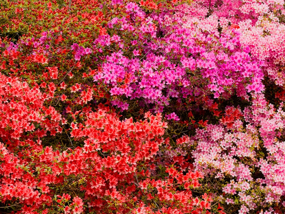 un ramo de flores que están una al lado de la otra