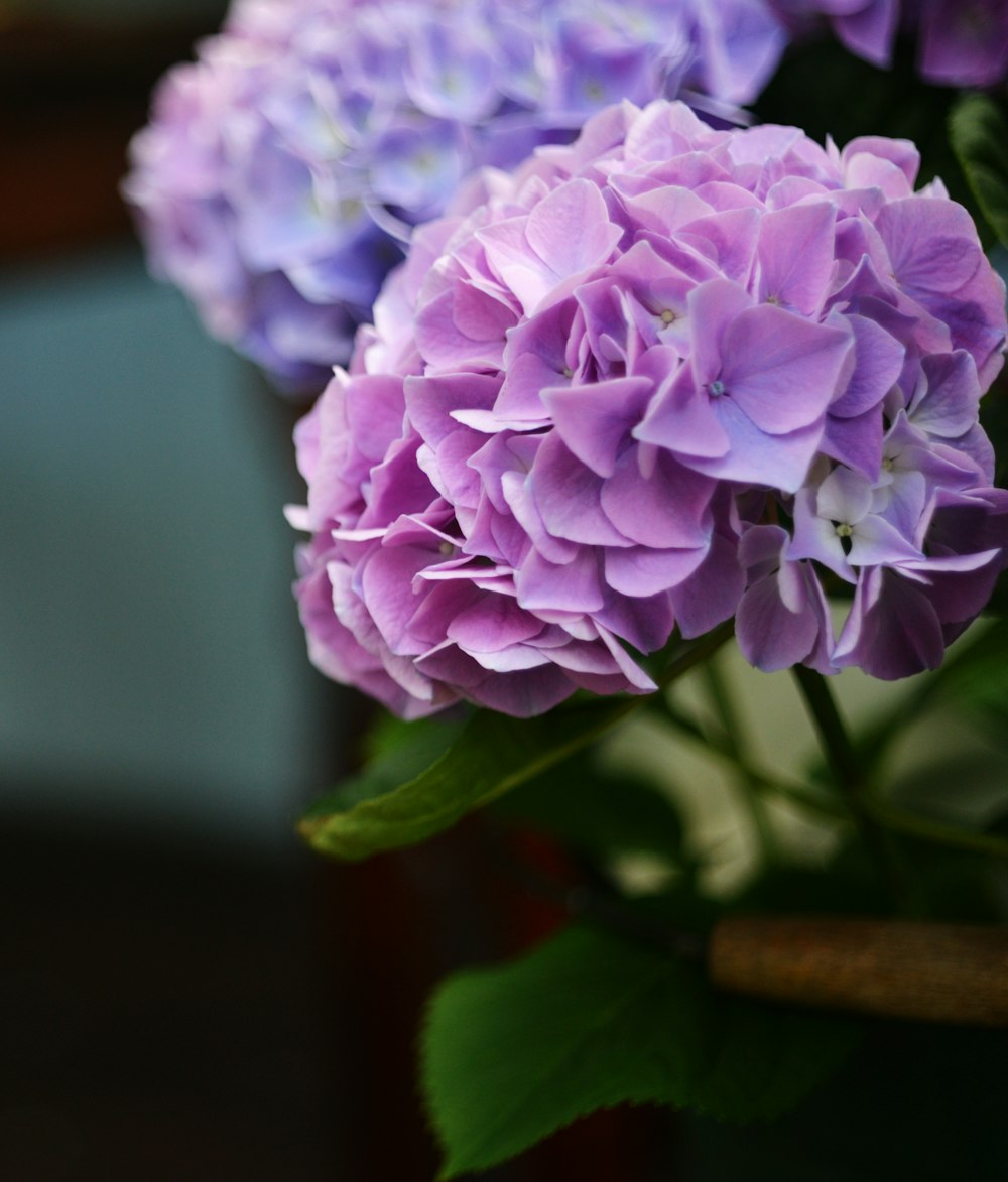 a vase filled with purple flowers on top of a table