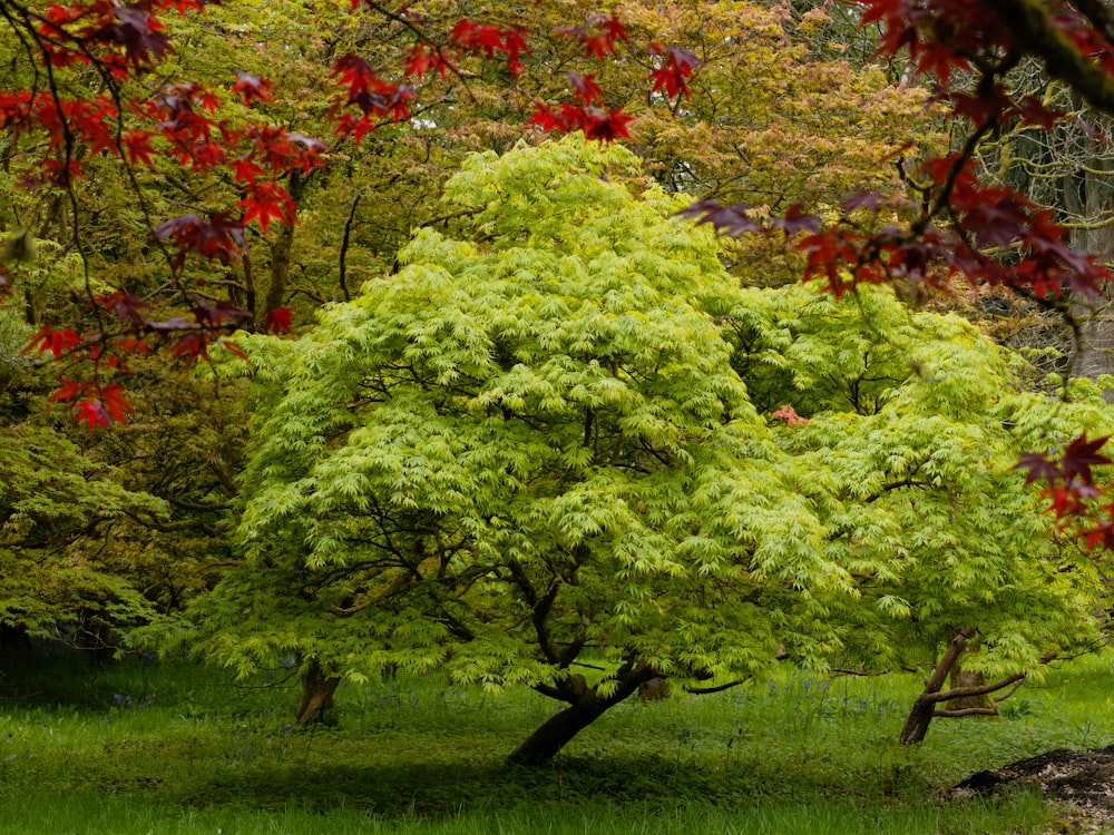 un árbol verde con hojas rojas en un parque