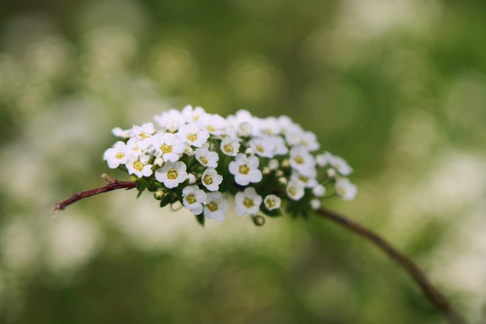a bunch of small white flowers sitting on top of a branch