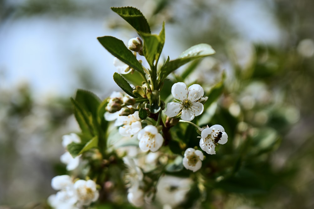 a branch of a tree with white flowers