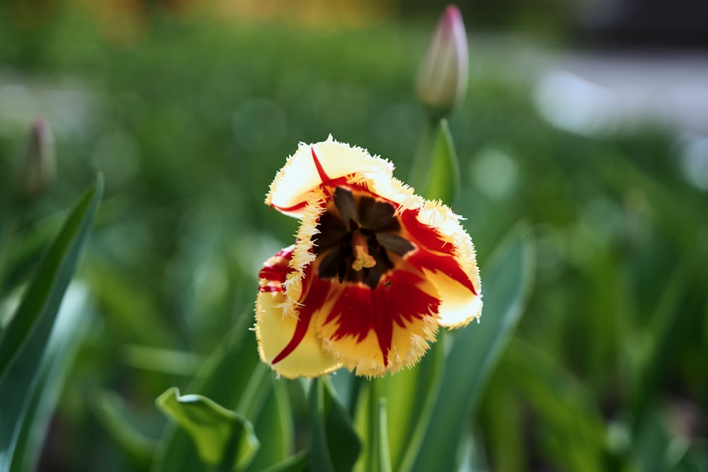 a close up of a flower in a field