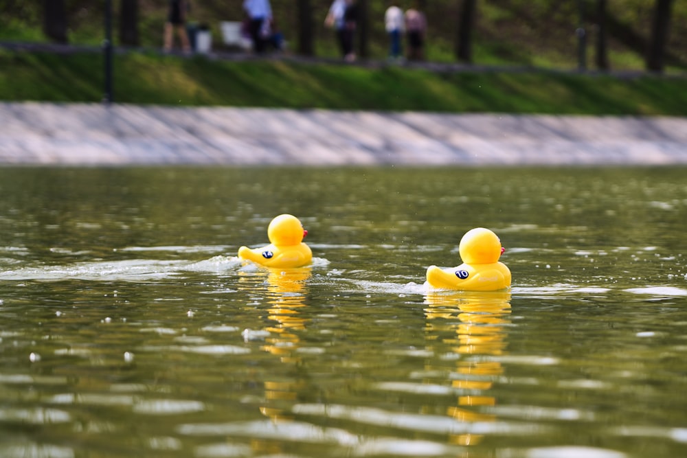 a couple of yellow ducks floating on top of a lake