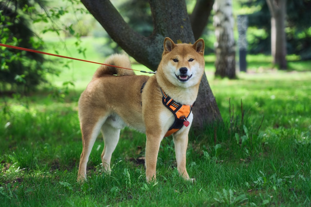 a brown and white dog standing on top of a lush green field