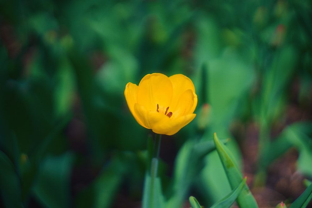a single yellow tulip in a field of green grass