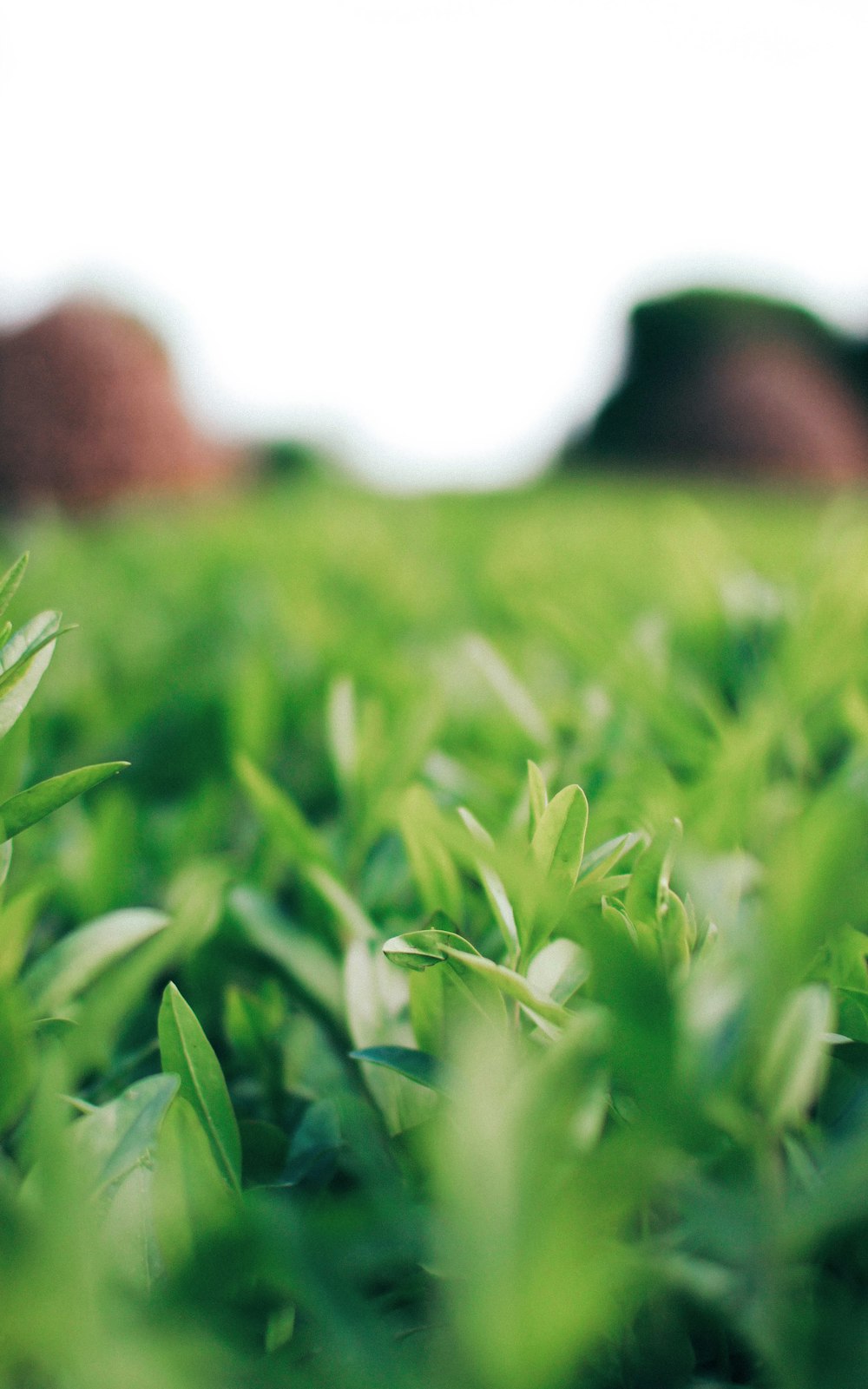 a close up of a field of green grass