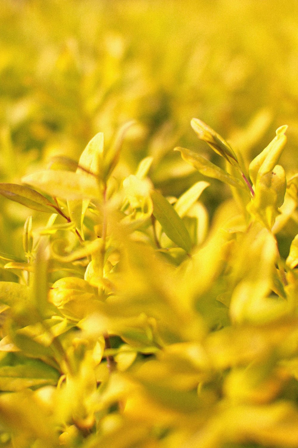 a close up of a bush with yellow flowers