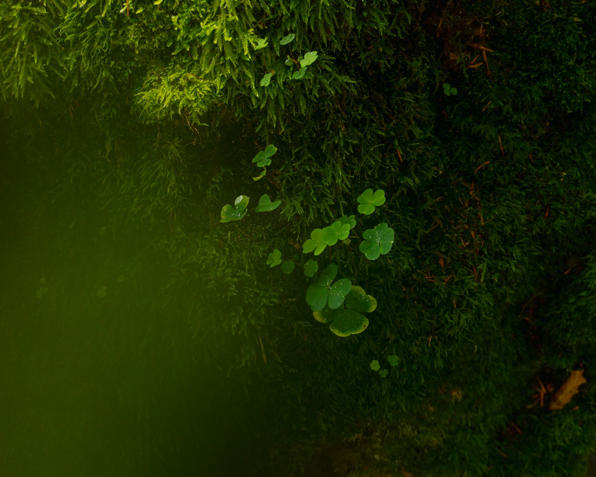 a close up of a green plant with leaves