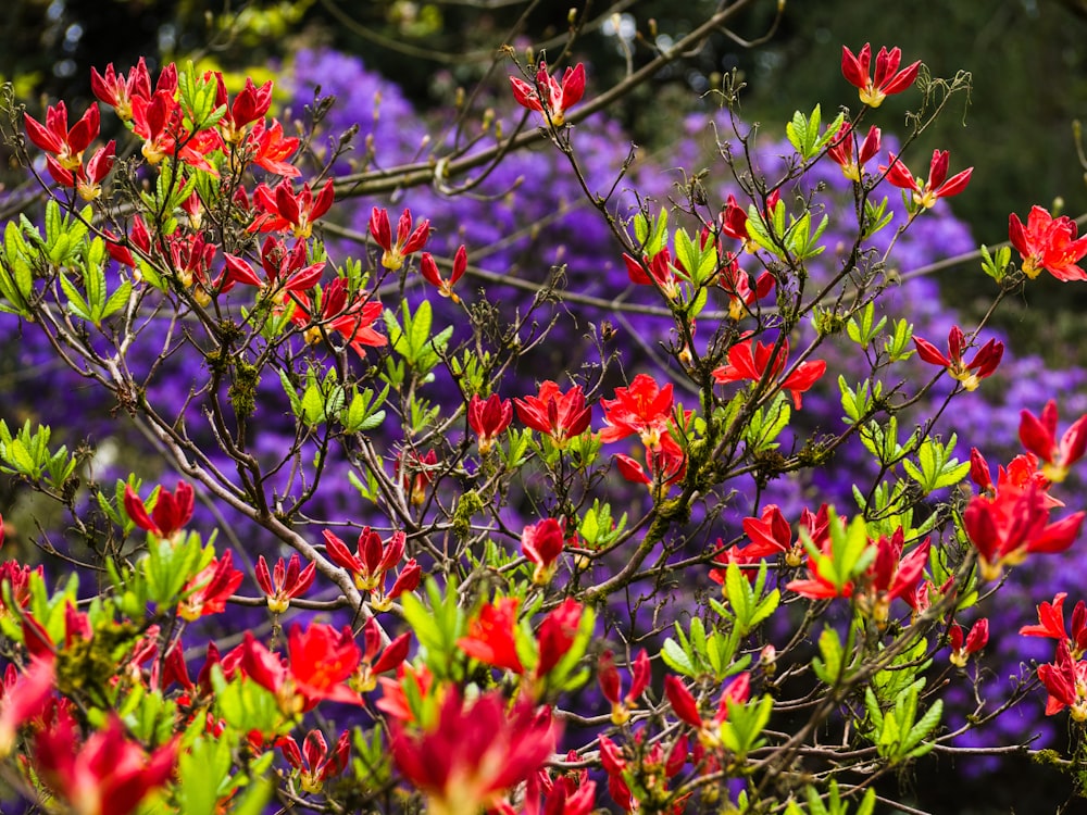 a bunch of red and green flowers in a field