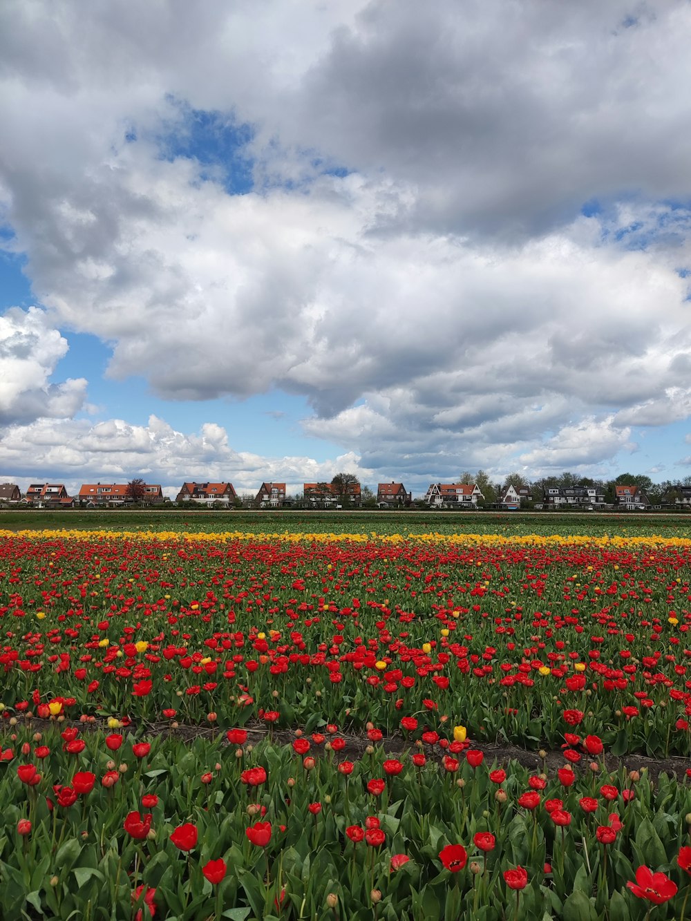 a field full of red and yellow flowers under a cloudy sky