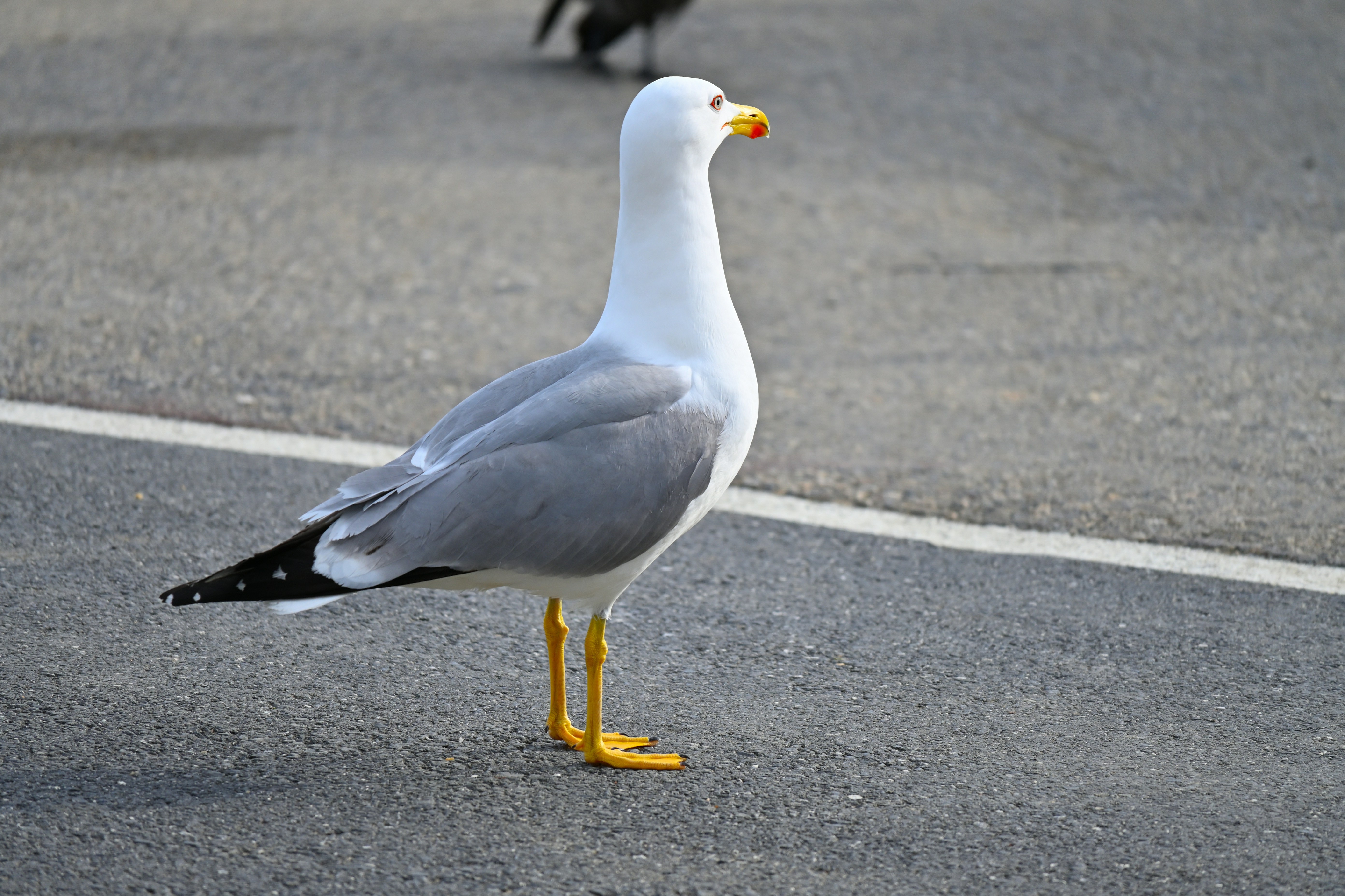 Photo by aminzabardast