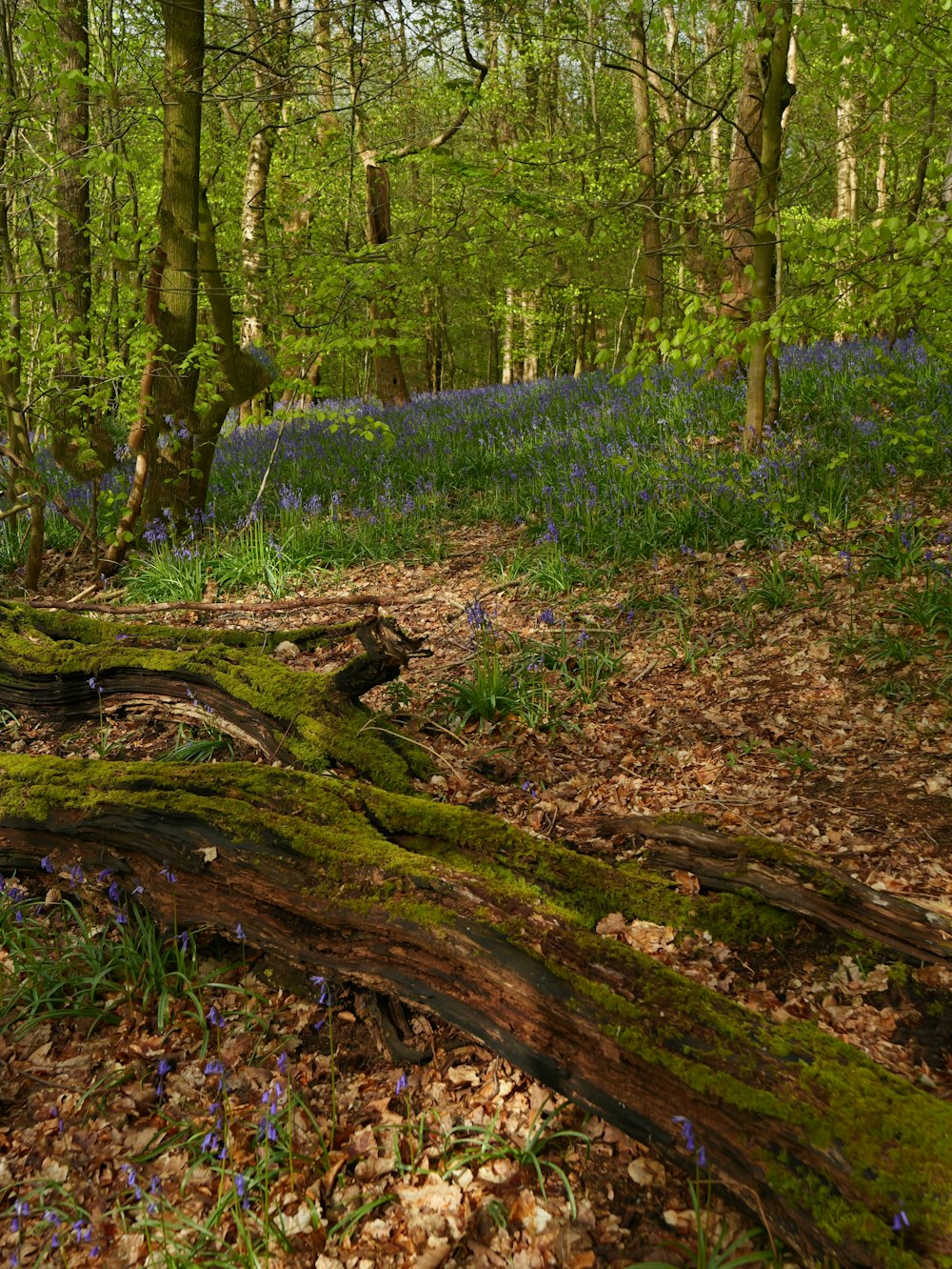 a tree stump in the middle of a forest filled with bluebells