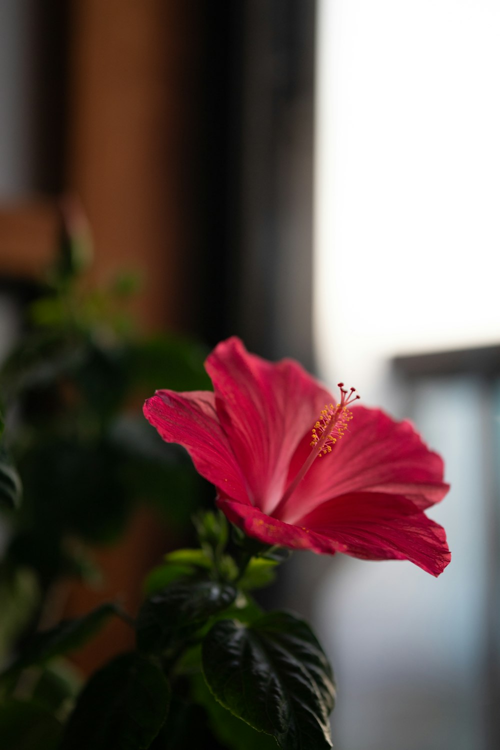 a pink flower in a pot on a table