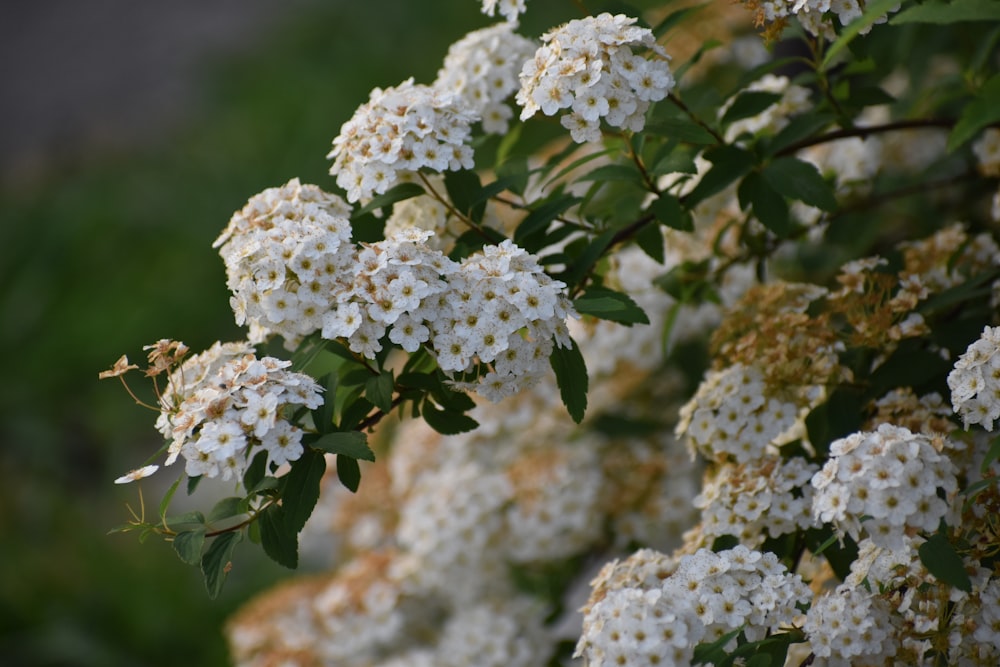 a bush of white flowers with green leaves