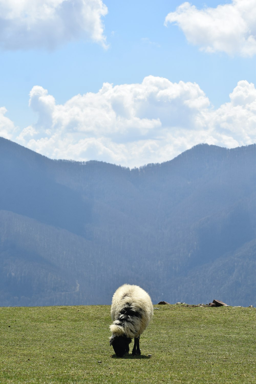 a sheep grazing in a field with mountains in the background