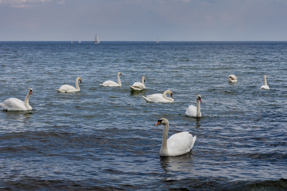 a group of swans swimming in the ocean