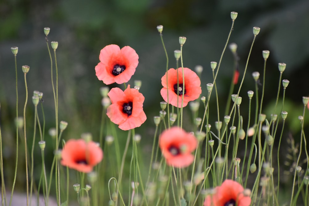 a bunch of red flowers that are in the grass