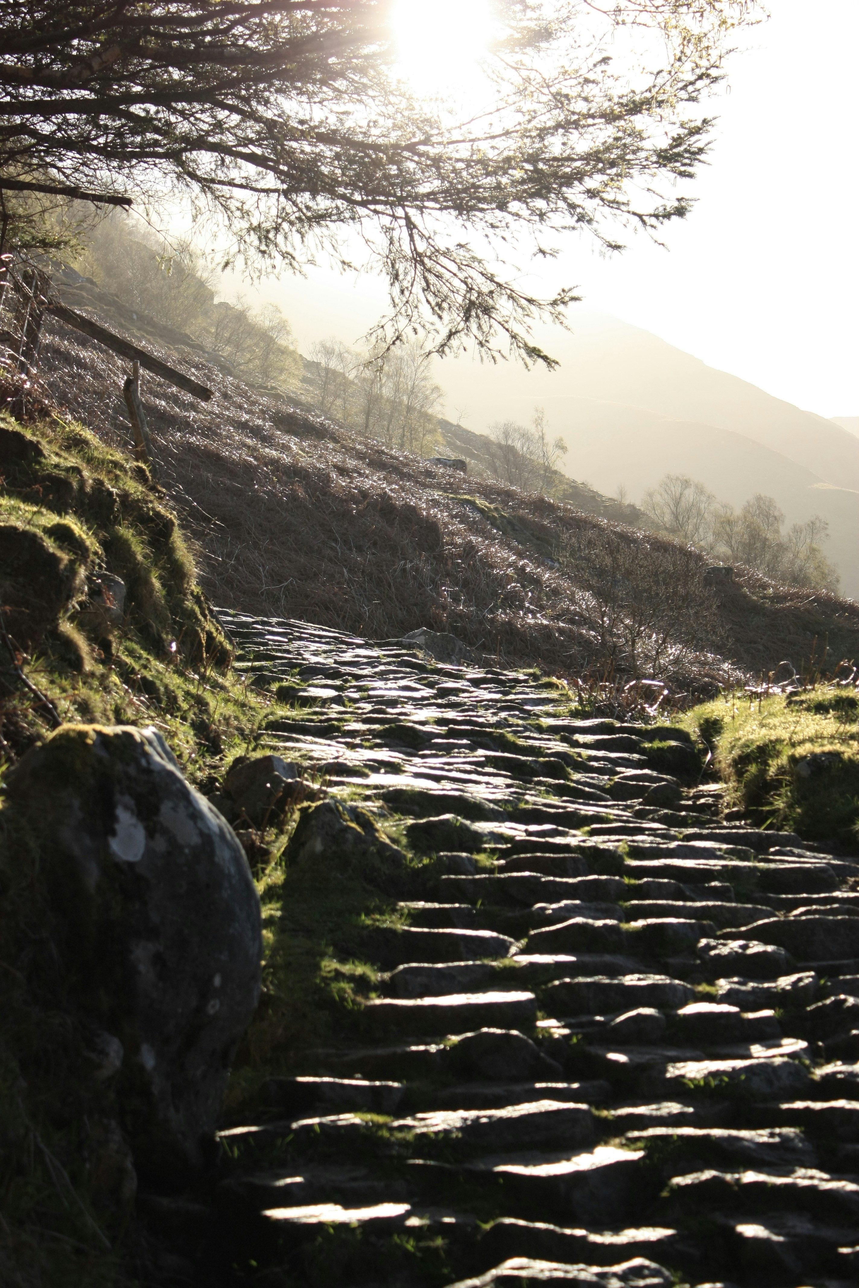ein Steinweg, an dessen Rand Moos wächst