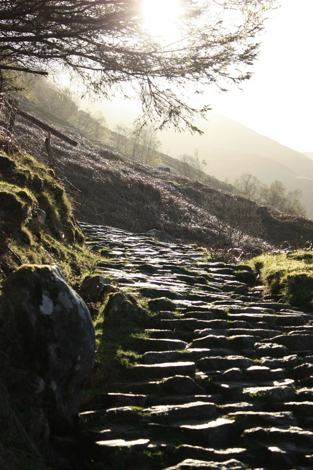 a stone path with moss growing on the side of it