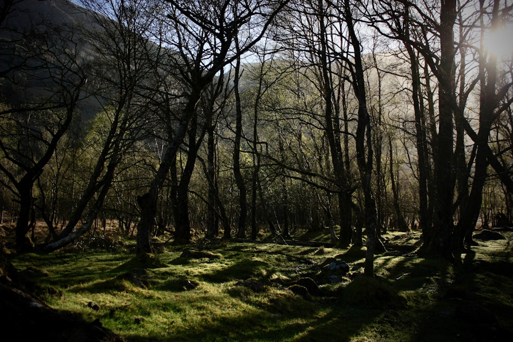 the sun shines through the trees in the forest