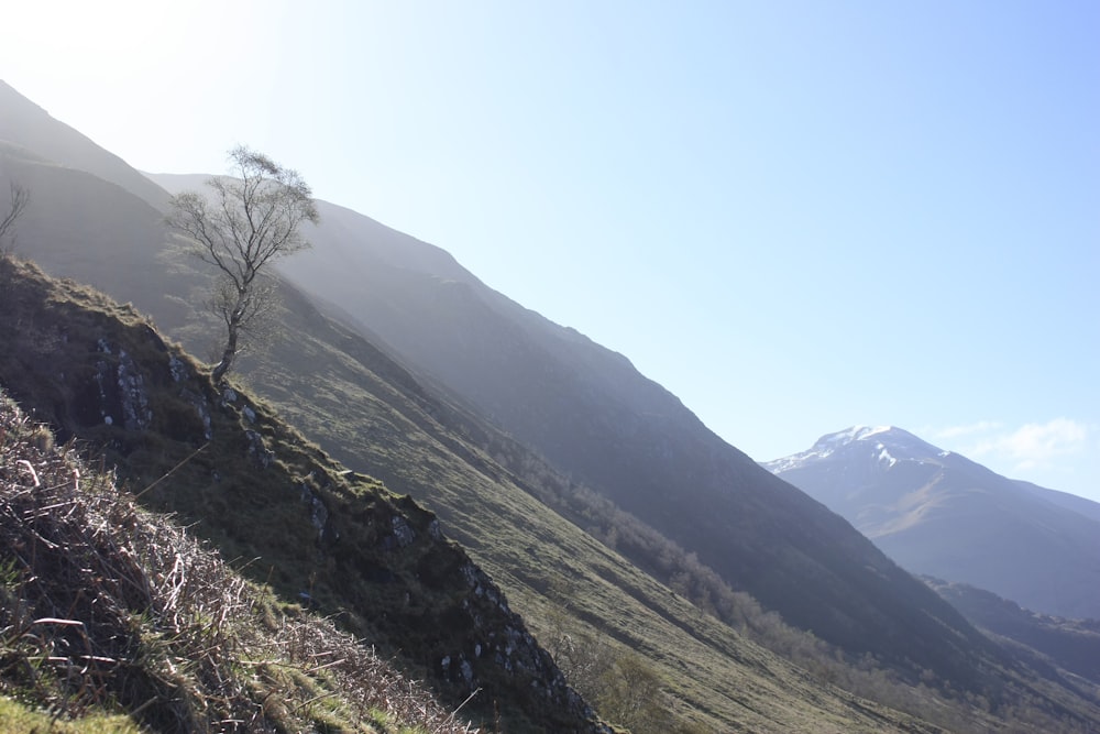 a lone tree on the side of a mountain