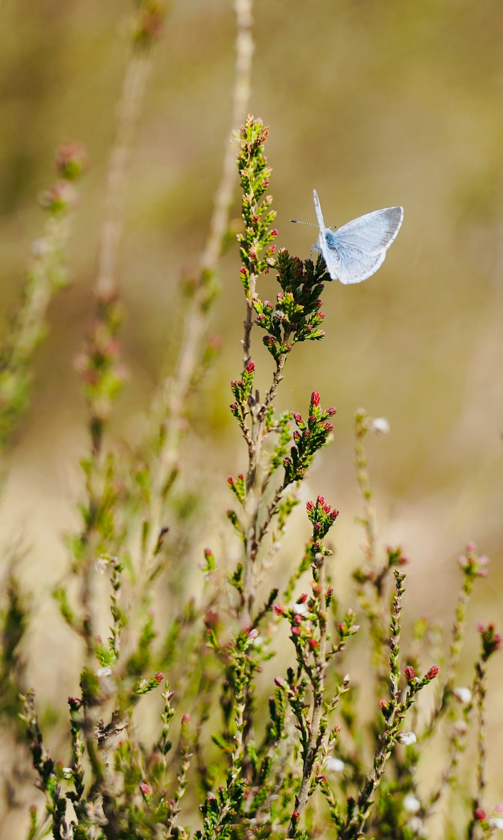 a small blue butterfly sitting on top of a plant