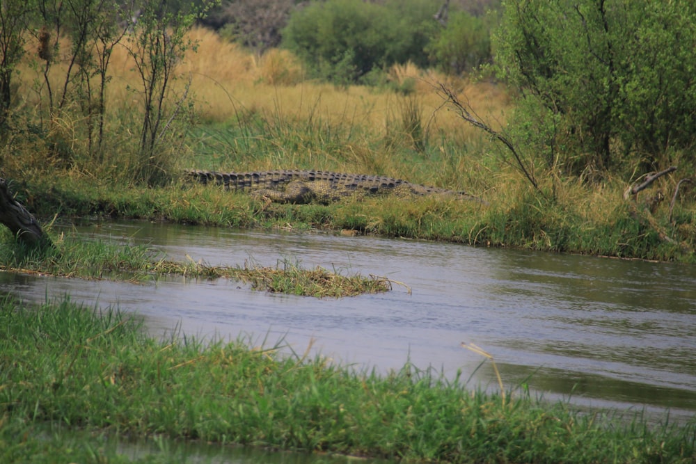 a giraffe standing next to a body of water