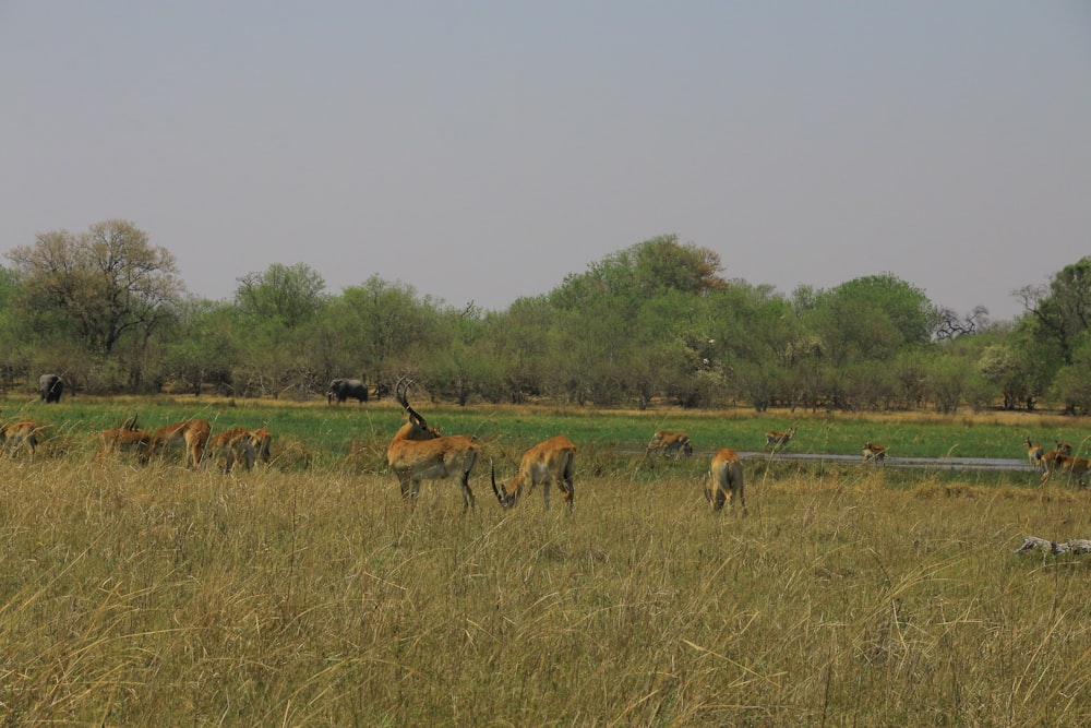 a herd of deer grazing on a lush green field