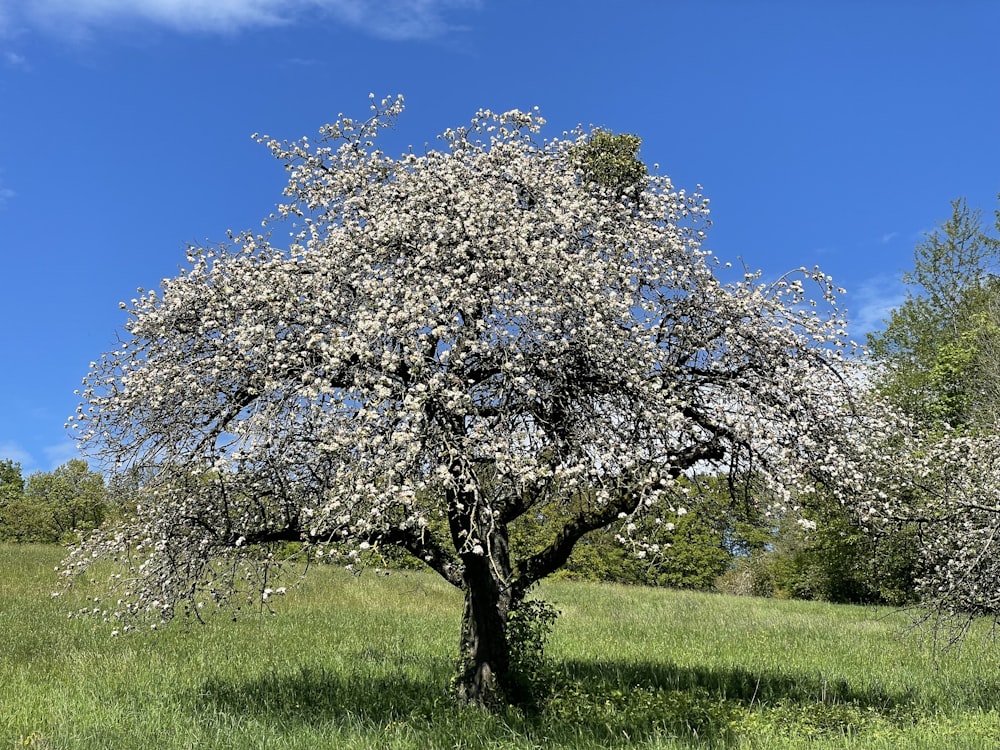 a tree with white flowers in a grassy field