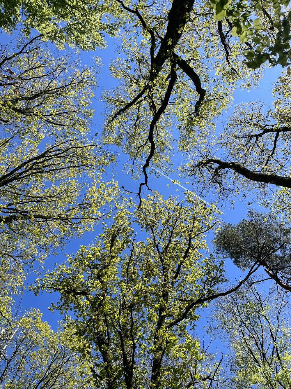 looking up at the tops of trees in a forest