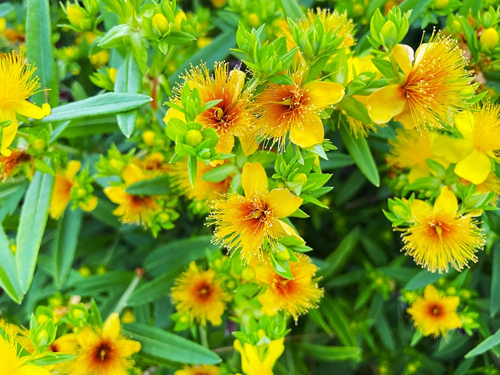 a bunch of yellow flowers with green leaves