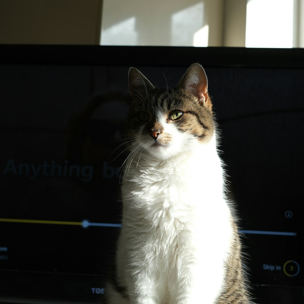 a cat is sitting in front of a television