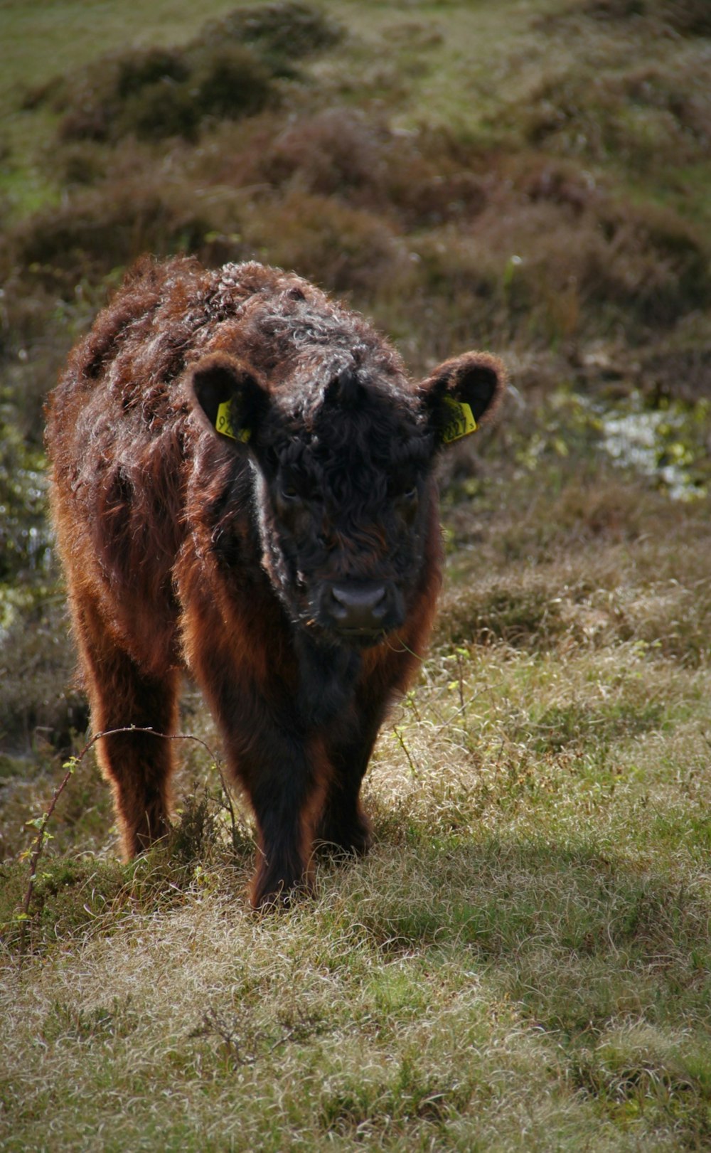 a brown cow standing on top of a grass covered field