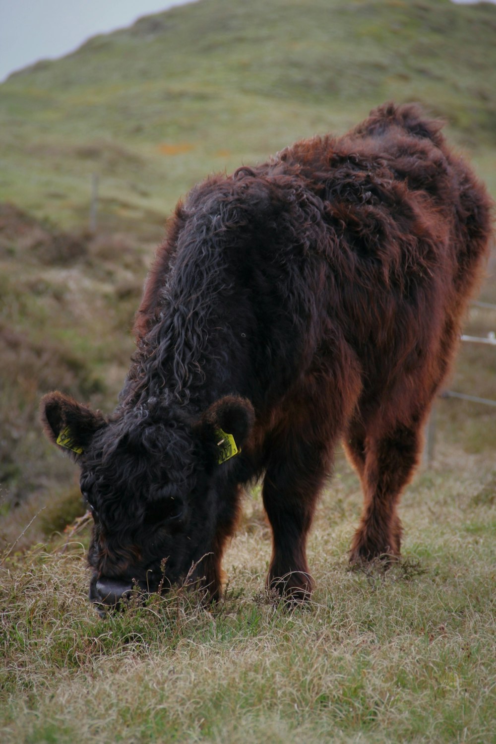 a brown cow grazing in a grassy field